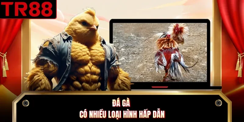 Đá gà có nhiều loại hình hấp dẫn
