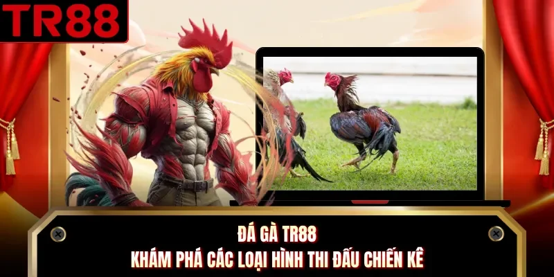 Đá Gà TR88 - Khám Phá Các Loại Hình Thi Đấu Chiến Kê 